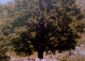 Me 23 Qershor, pas 100 viteve, për herë të parë perkujtohet nën hijen e “Lisit” ku u zhvillua Kuvendi i Greçes