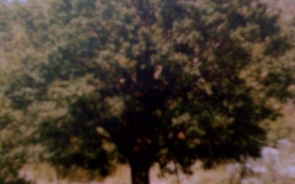 Me 23 Qershor, pas 100 viteve, për herë të parë perkujtohet nën hijen e “Lisit” ku u zhvillua Kuvendi i Greçes