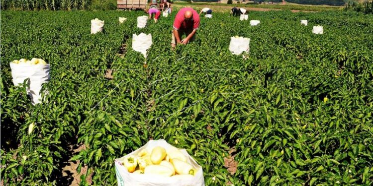 Bujqësia në Malësi dhe bartja e problemeve të vjetra