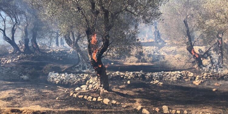 Zjarr në Ullishtën e Valdanosit