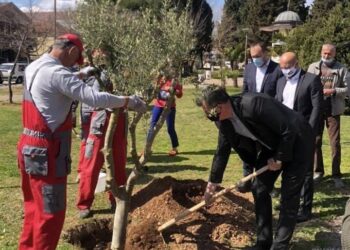 Në sheshin e Tuzit, ulliri i miqësisë, dhuratë nga shteti Palestinez