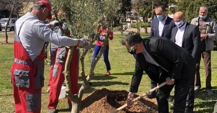 Në sheshin e Tuzit, ulliri i miqësisë, dhuratë nga shteti Palestinez