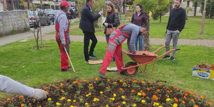 SHPK “Komunale” – Tuz, mbjellë lule sezonale, në parkun qendror