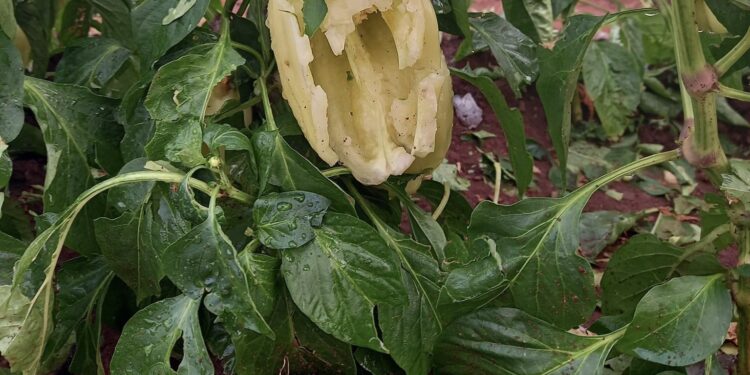 500.000,00 € nga Qeveria dhe 300.000,00 € nga komuna e Tuzit, për bujqit e demtuar nga breshëri