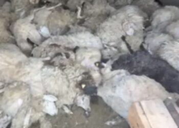 Qentë endacakë kanë mbytur 92 dele në Malësi