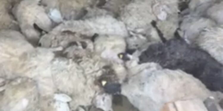 Qentë endacakë kanë mbytur 92 dele në Malësi