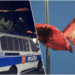 Pse u pengon flamuri shqiptar në Tuz!?